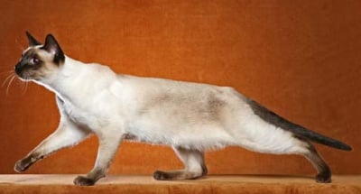Характеристика на Тайска котка
