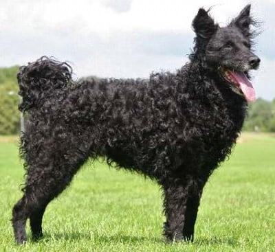 Хърватска овчарка