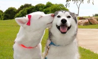 Обичам те, любими