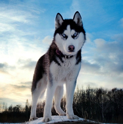 Хъски (Сибирско хъски)