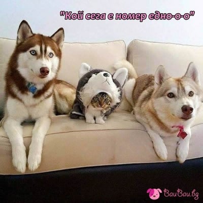 Готов за Хелоуин