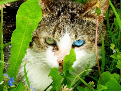 Хетерохромия при котките