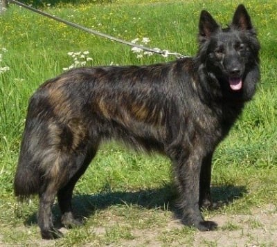 Холандска овчарка