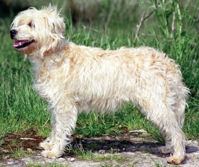 Холандски Ратлер