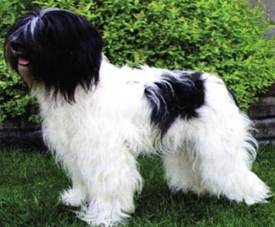 Холандско пастирско куче