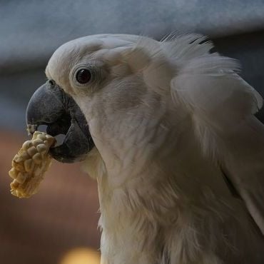 Храна за Папагал - голям