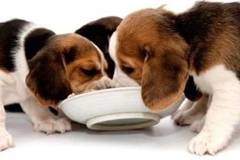 храна за малки кученца