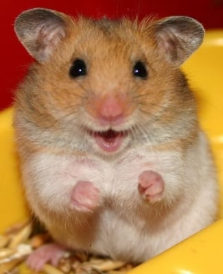 Хранене на хамстера