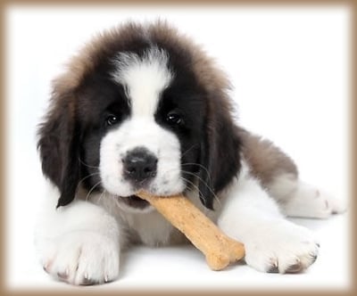 Хранене на кучето