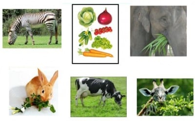 Храносмилане при животните - общо