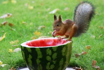 "И аз обичам диня!"