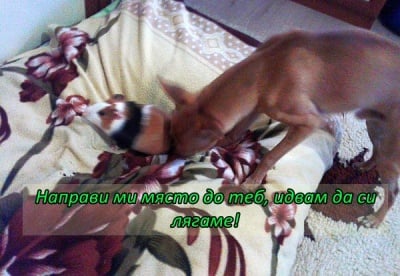 Чарли и Сиси