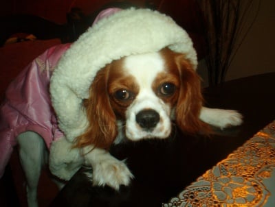 Кавалер кинг чарлз шпаньол - Меган