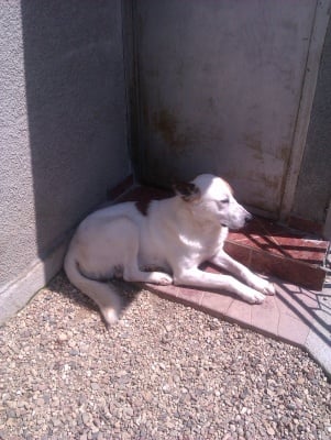 Една различна история, доказваща лъжливите кастрации на кучетата в някои приюти