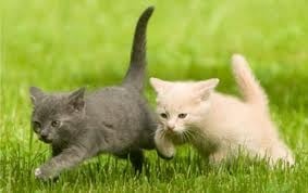 Как да научите котката си да идва при вас след като я повикате?