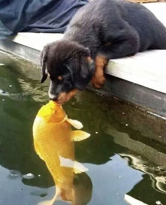 "Имам само едно желание!"