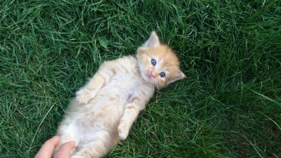 Малкият Джери