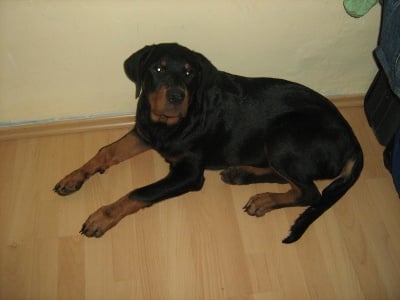 Тара  и Бела