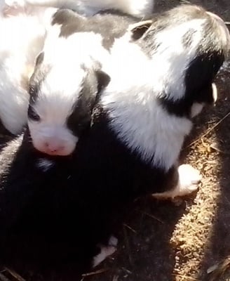 Криси, Дитка и Синеочка