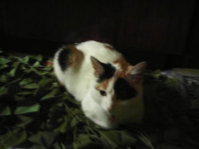 Пухкава и игрива това е моята Пухи!