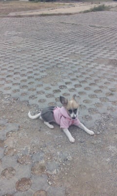 Белла на разходка... 