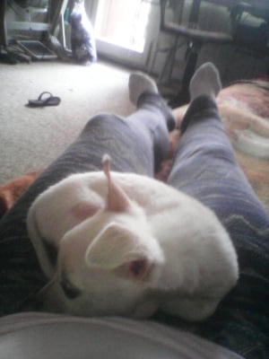 Това е моето ново кученце.