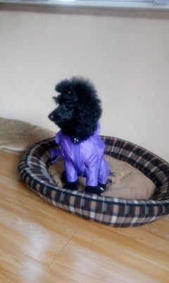 Арчи и Дара 