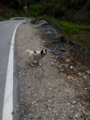 Тервел -  Българска овчарка