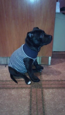 едно прекрасно куче (пит бул) на име Сиси, с което си живеем супер вече 7 месеца. 