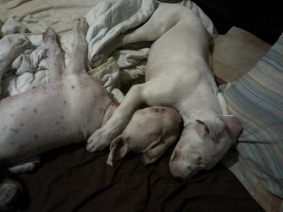 Моите любимци