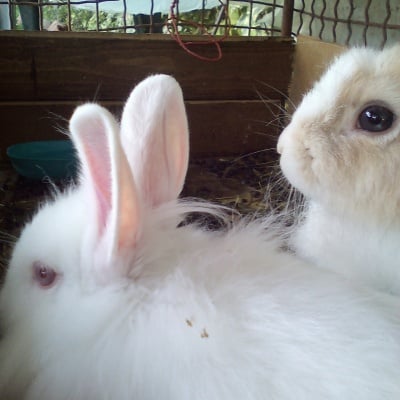 Белушка и бамбук