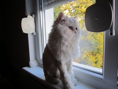 Главният котарак