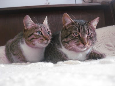 Джес и Писи