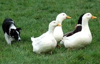 Интелигентност при Бордър коли