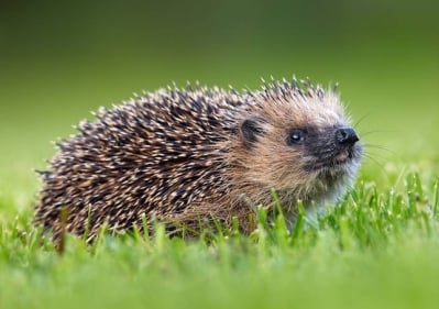 Интересни факти за таралежите, които не сте чували досега