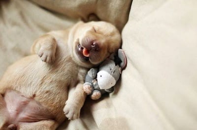 Йори като възглавничка