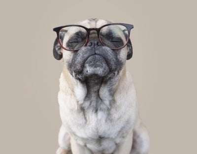 IQ тест за кучета – Разберете колко умно е вашето куче