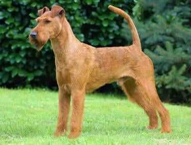 Ирландски териер