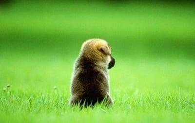 "Искам да си осиновя куче"  - полезни съвети