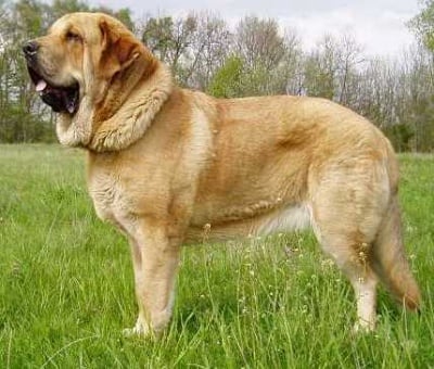 Испански мастиф