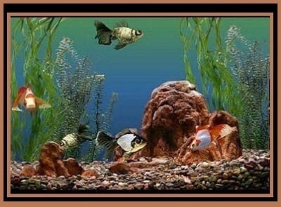 История на Декоративните рибки