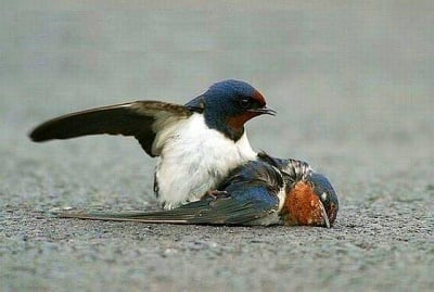 И лястовичките имат чувства ...