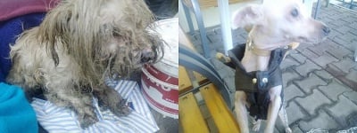 "Боклукът за едни е съкровище за други" - една тъжна история с щастлив край