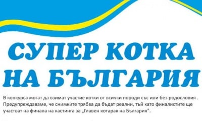 Избира се супер котка на България - участвайте в конкурса!