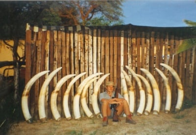 Хиляди слонове се избиват заради бивните им