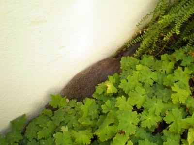 Избягала нутрия в басейн в стара загора