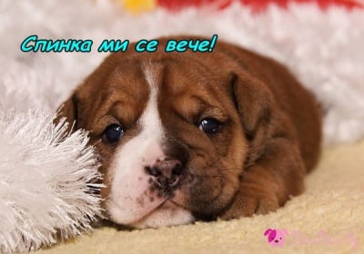 Изморено сладурче