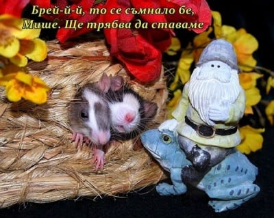 Изненада за Добро Утро :) 