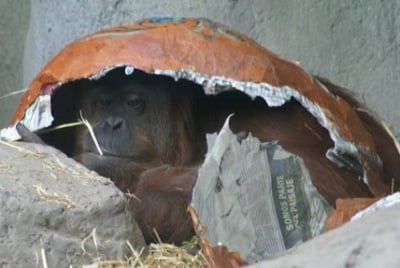 Изненадаи за великден в зоопарк в Буенос Айрес