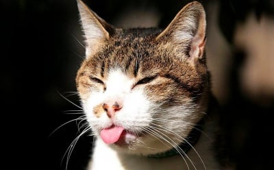 "Да се изплезим на проблемите!"